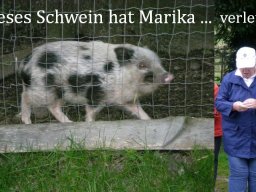 081_schwein_hat_marika_verletzt